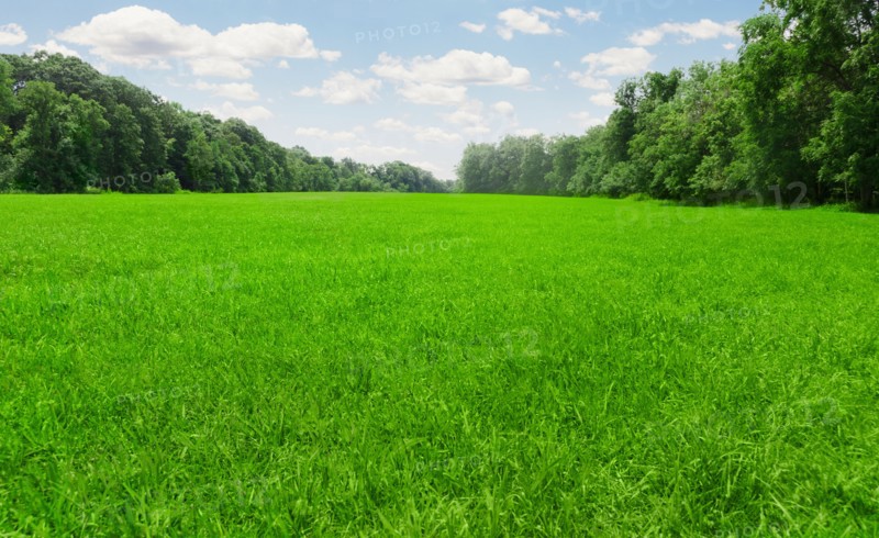 USA, Connecticut, Kent, green meadow. Photo : Tetra Images