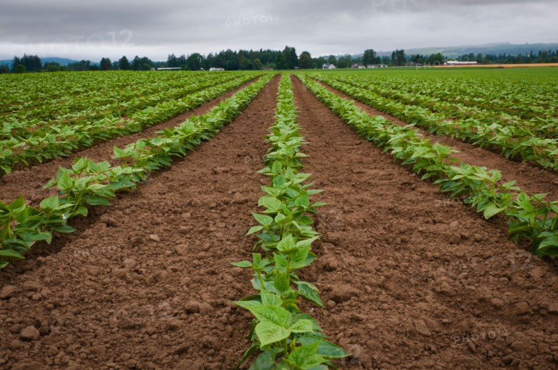 USA, Oregon, Marion County, Field of green beans. Photo: Gary J Weathers