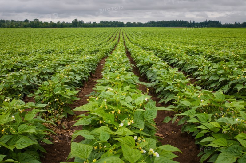 USA, Oregon, Marion County, Field of green beans blooming. Photo : Gary J Weathers