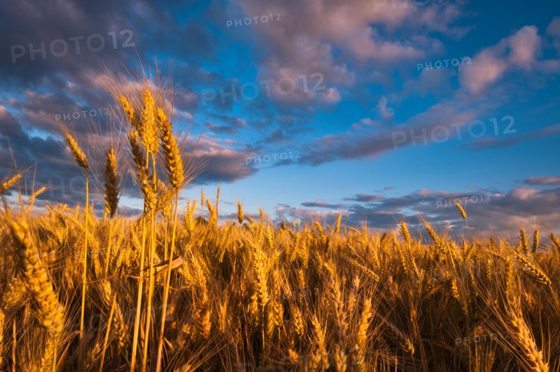 USA, Oregon, Marion County, Wheat field. Photo : Gary J Weathers