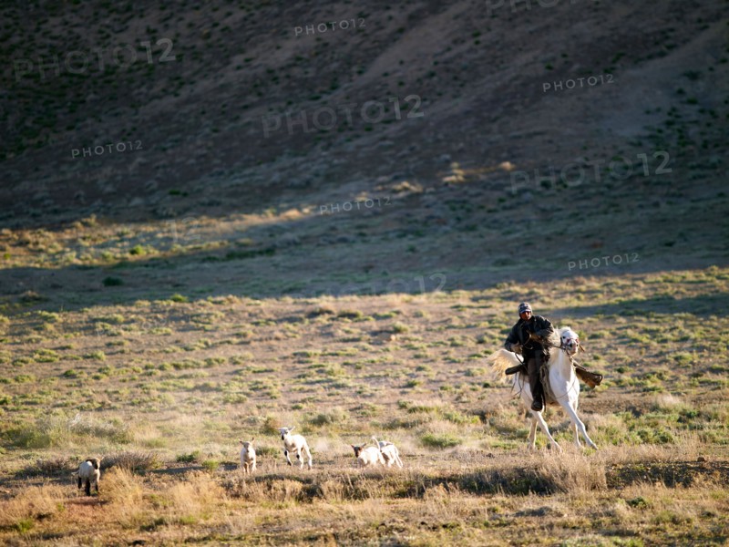 USA, Utah, Cowboy herding livestock in pasture. Photo : John Kelly