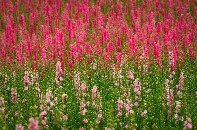 USA, Oregon, Larkspur flowers. Photo: Gary J Weathers