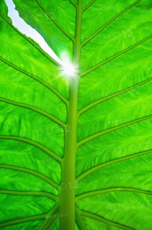 Leaf backlit by sun.