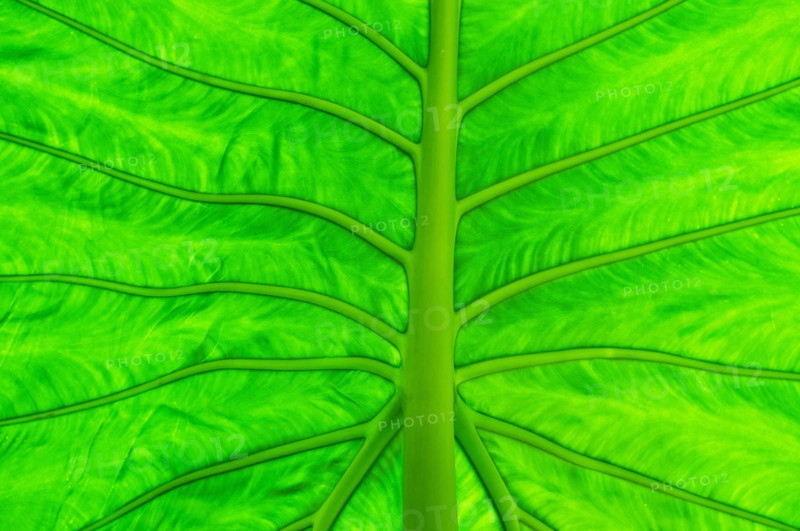 Green leaf, macro.