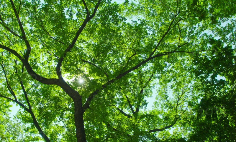 Green tree branches.