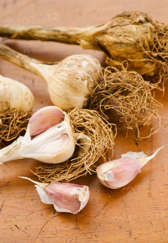 Studio shot of fresh garlic.