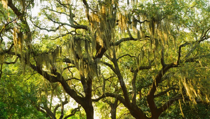 USA, Georgia, Savannah, Oak trees with spanish moss.