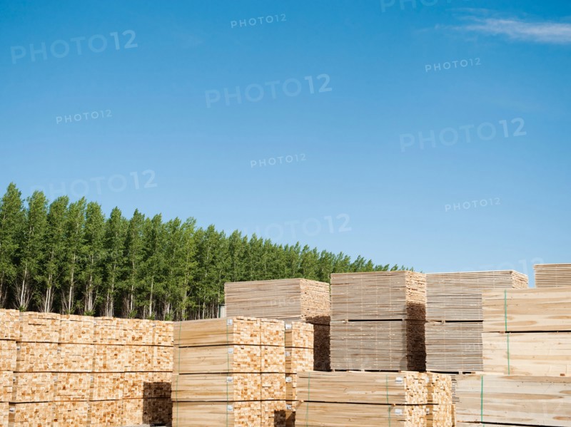 Orderly stacks of timber in tree farm. Photo: Erik Isakson