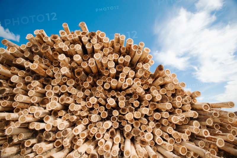 Stack of timber against blue sky. Photo: Erik Isakson