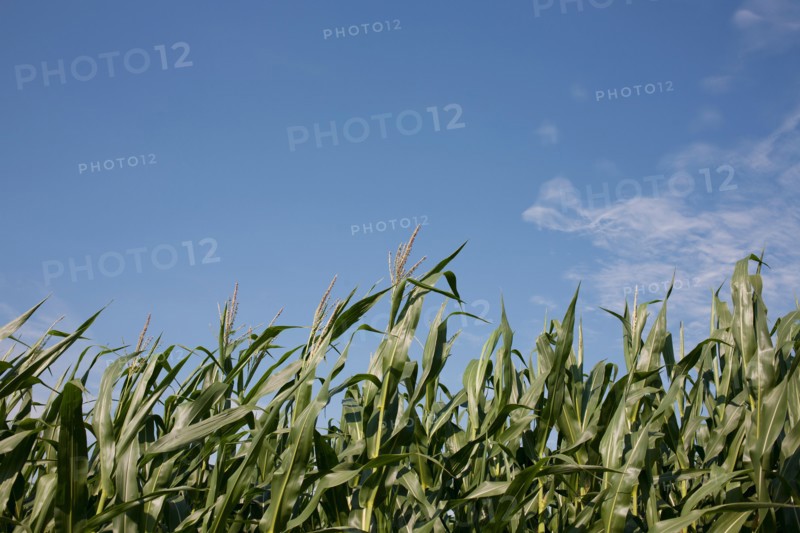 Cornfield. Photo : Winslow Productions