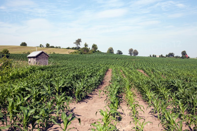 USA, New York State, corn farm. Photo: Winslow Productions