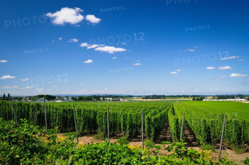 USA, Oregon, Marion County, Hop field. Photo : Gary J Weathers