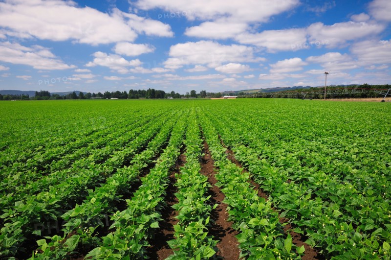 USA, Oregon, Marion County, Green bean field. Photo: Gary J Weathers