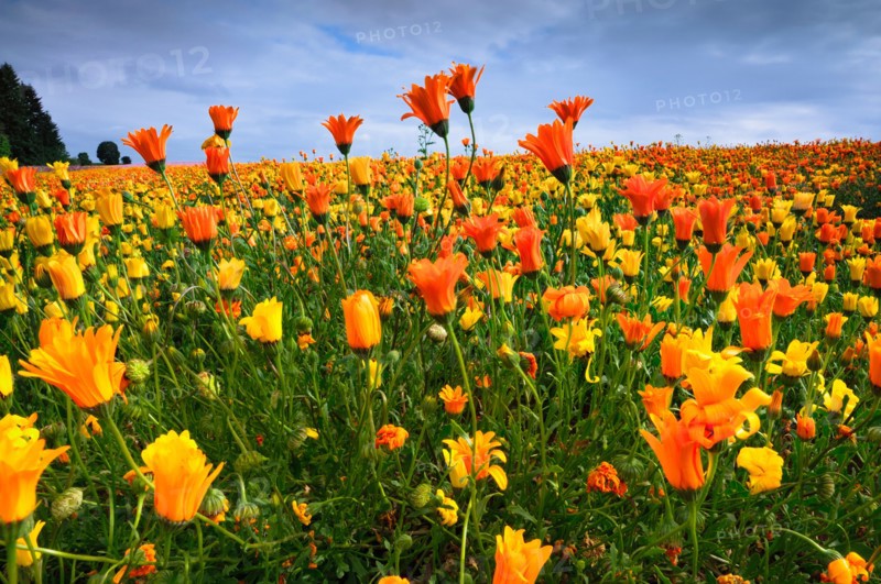 USA, Oregon, Marion County, Field of yellow and orange flowers. Photo : Gary J Weathers