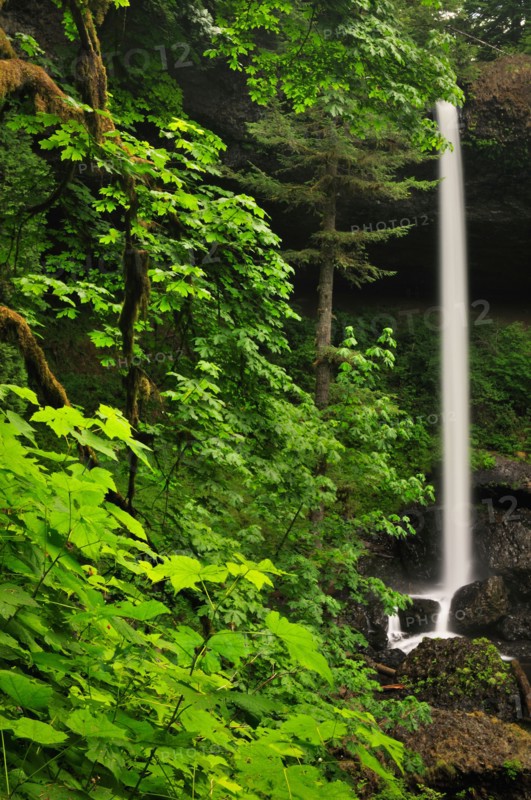 USA, Oregon, Silver Falls State Park, North Falls. Photo : Gary J Weathers