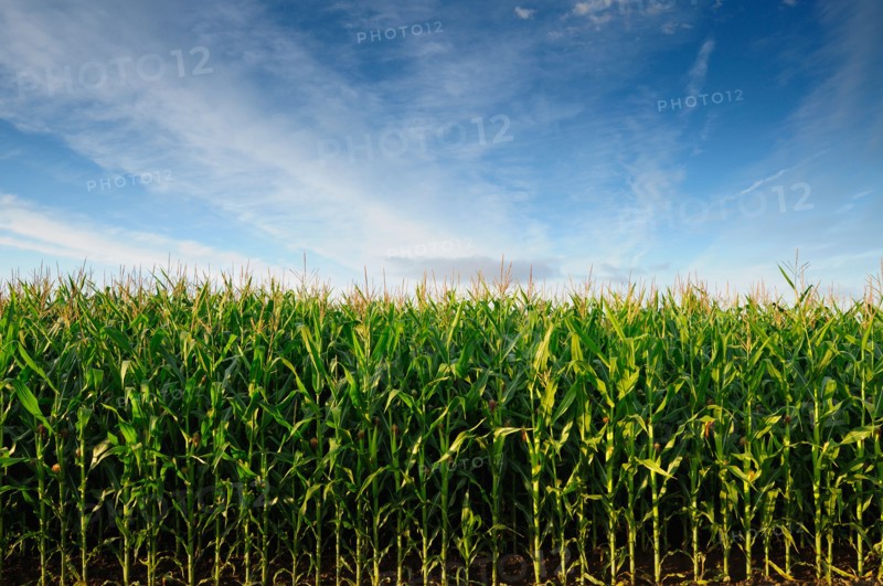 USA, Oregon, Marion County, Corn field. Photo : Gary J Weathers