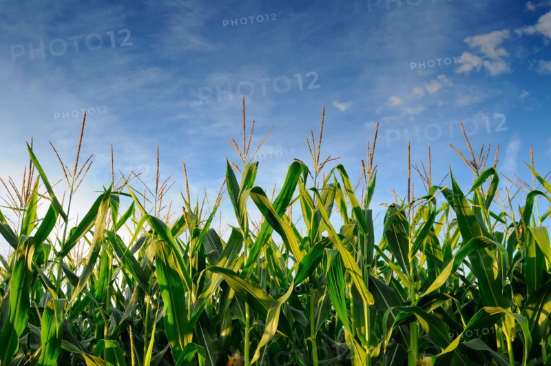 USA, Oregon, Marion County, Corn field. Photo : Gary J Weathers