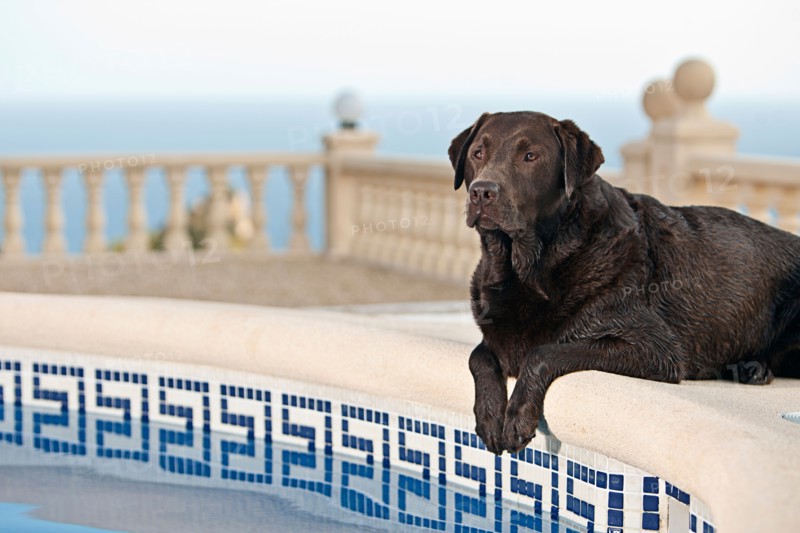 Chocolate Labrador by Pool. Photo: Justin Paget