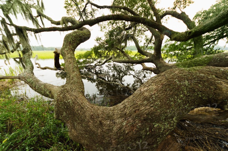 USA, South Carolina, Charleston, Spanish moss on oak trees.