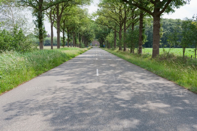 Netherlands, North-Brabant, Tilburg, Road lined with trees. Photo : Jan Scherders