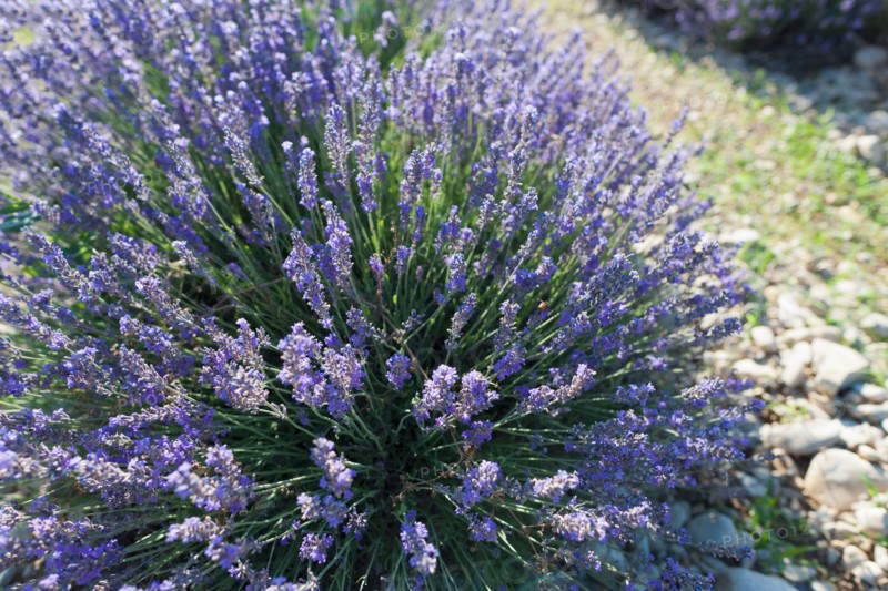 France, Drome, Piegros-la-Clastre, Close-up of lavender in field. Photo : Jan Scherders