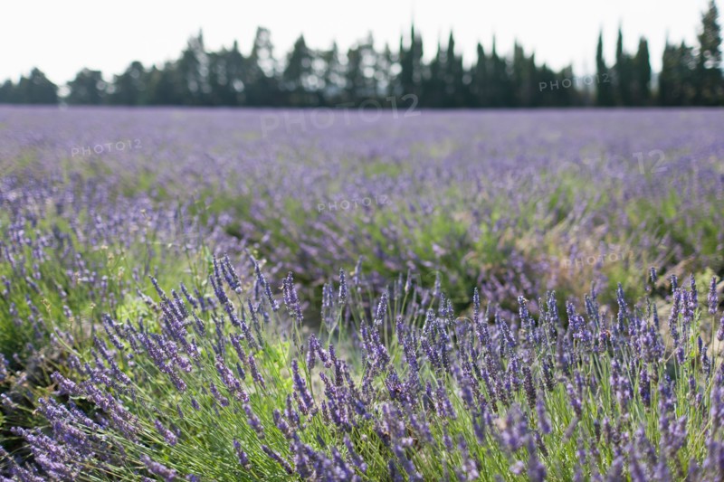 France, Drome, Grignan, Lavender in field. Photo : Jan Scherders