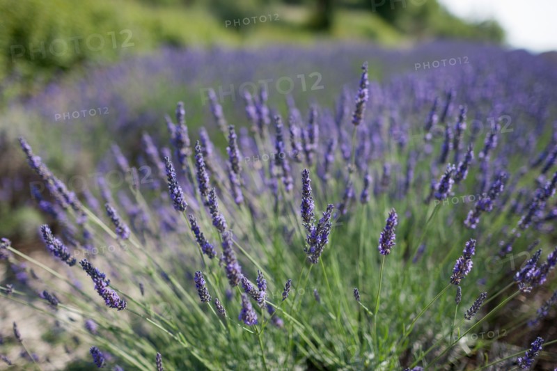 Close-up of lavender in field. Photo : Jan Scherders