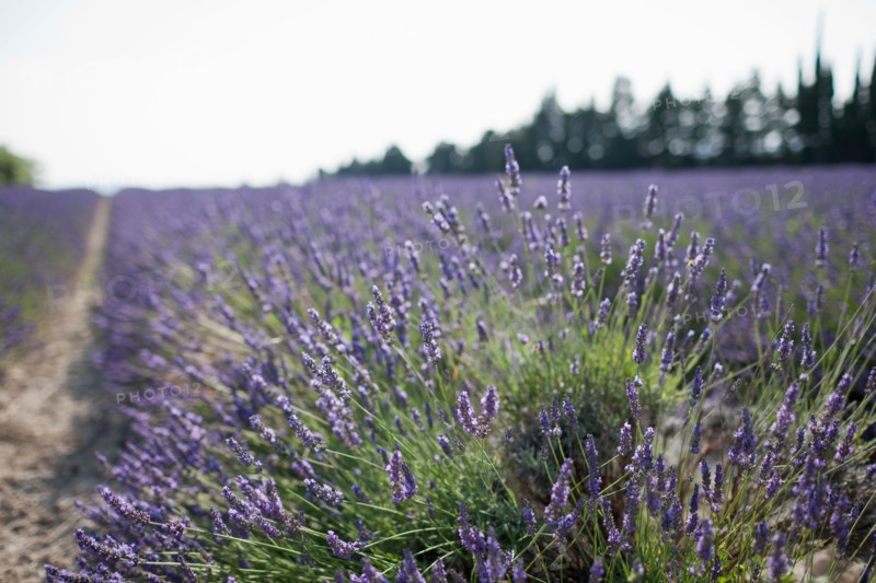 France, Drome, Grignan, Lavender in field. Photo: Jan Scherders