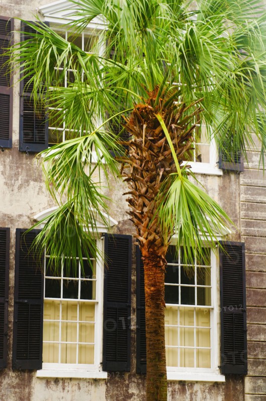 USA, South Carolina, Charleston, Palm tree in front of old house.