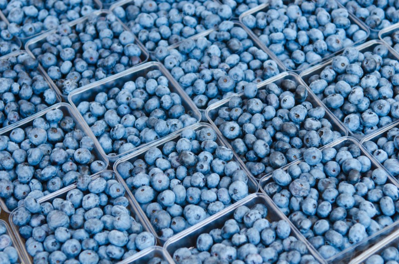 Rows of blueberries in cartons.