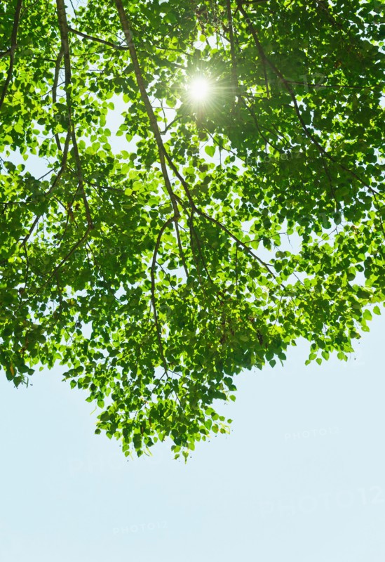 Sun lighting through tree.