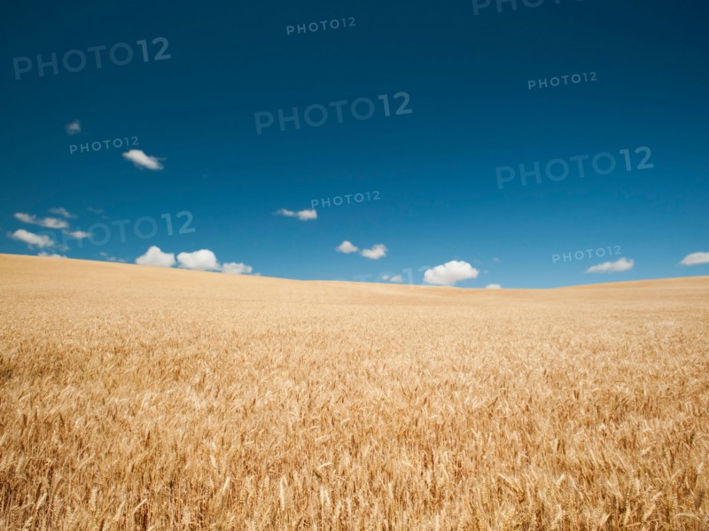 USA, Oregon, Wasco, Wheat field in bright sunshine under blue sky.