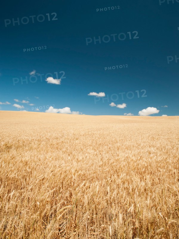 USA, Oregon, Wasco, Wheat field in bright sunshine under blue sky.
