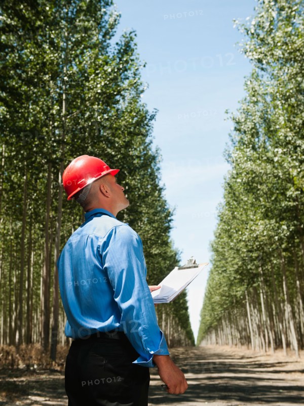 Engineer standing between orderly rows of poplar trees in tree farm. Photo: Erik Isakson