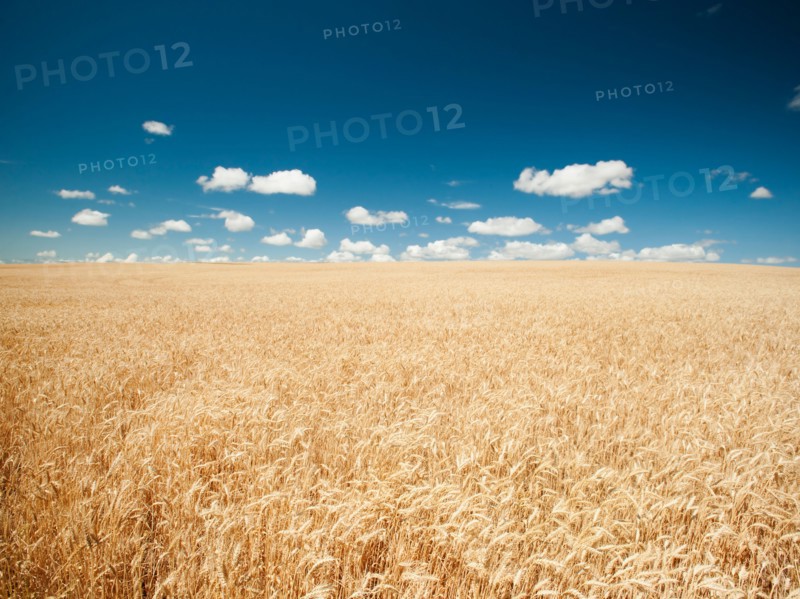 USA, Oregon, Wasco, Wheat field in bright sunshine under blue sky. Photo: Erik Isakson