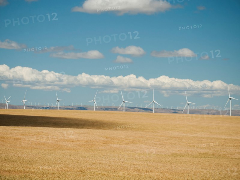 USA, Oregon, Wasco, Wheat field and wind farm in bright sunshine under blue sky. Photo: Erik Isakson