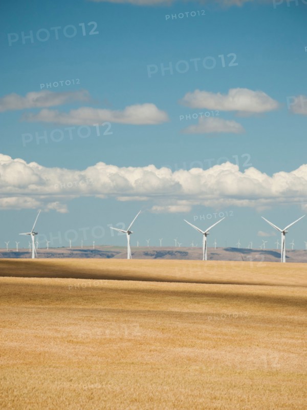 USA, Oregon, Wasco, Wheat field and wind farm in bright sunshine under blue sky.