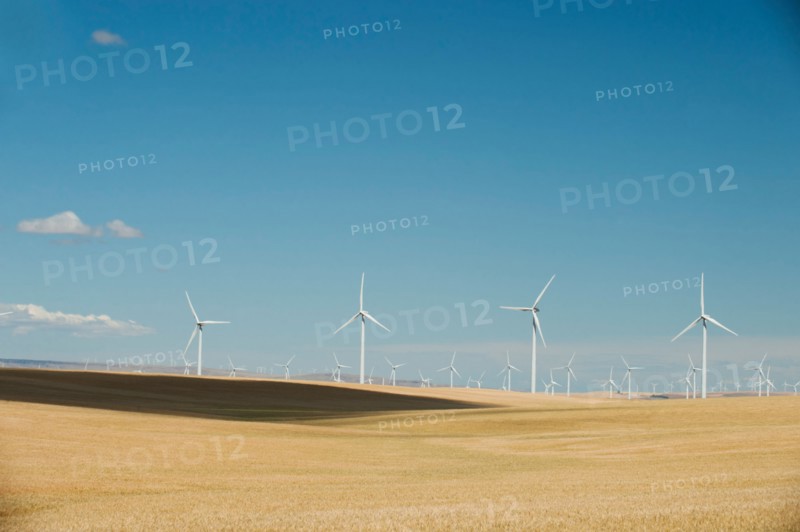 USA, Oregon, Wasco, Wheat field and wind farm in bright sunshine under blue sky.