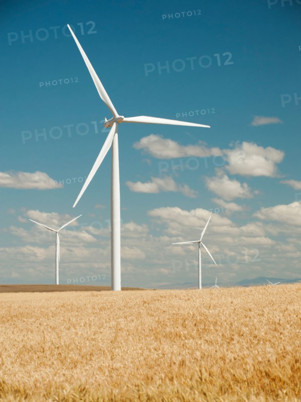 USA, Oregon, Wasco, Wheat field and wind farm in bright sunshine under blue sky.