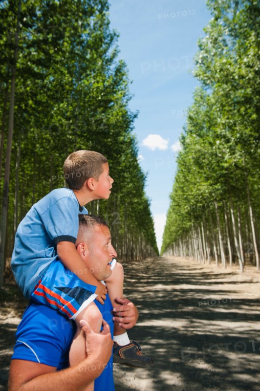 Father showing son (8-9) poplar trees in tree farm.