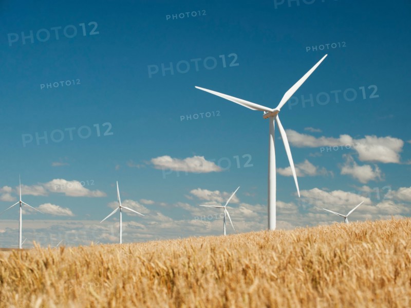 USA, Oregon, Wasco, Wheat field and wind farm in bright sunshine under blue sky.