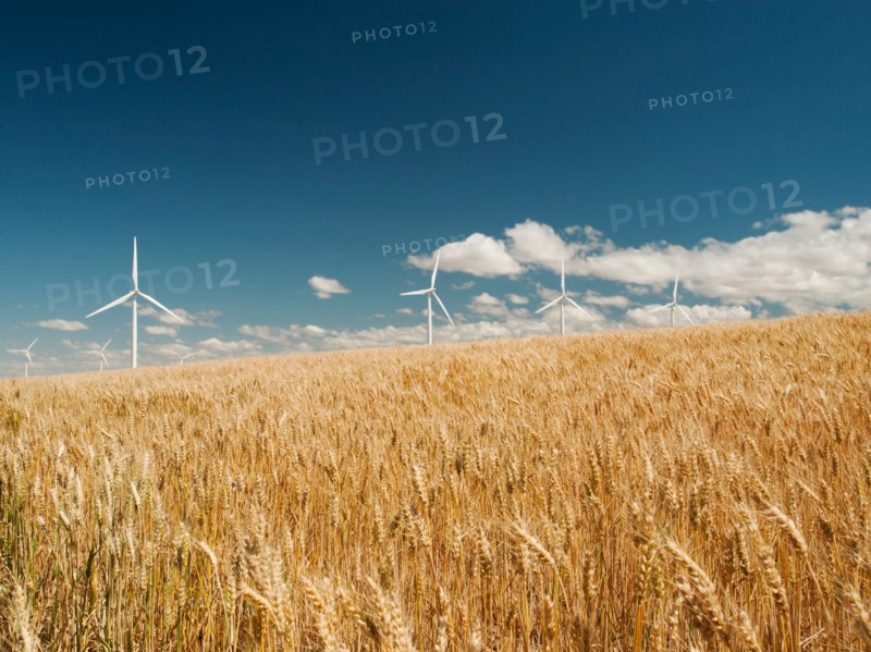 USA, Oregon, Wasco, Wheat field and wind farm in bright sunshine under blue sky. Photo: Erik Isakson