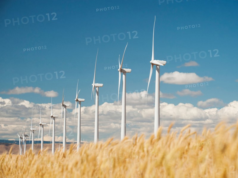 USA, Oregon, Wasco, Wheat field and wind farm in bright sunshine under blue sky.