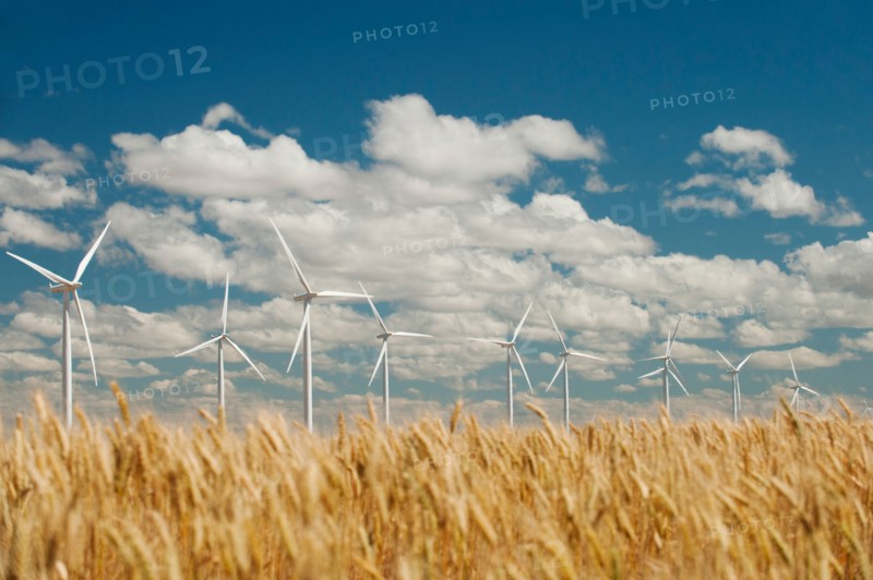 USA, Oregon, Wasco, Wheat field and wind farm in bright sunshine under blue sky.