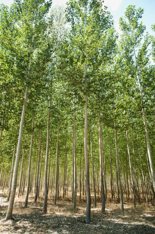USA, Oregon, Boardman, Poplar trees. Photo: Erik Isakson