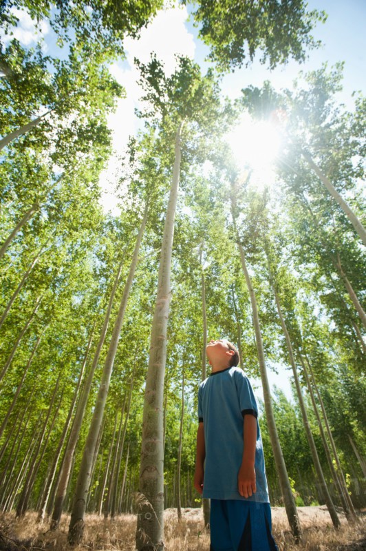 USA, Oregon, Boardman, Boy (8-9) looking up at poplar trees.