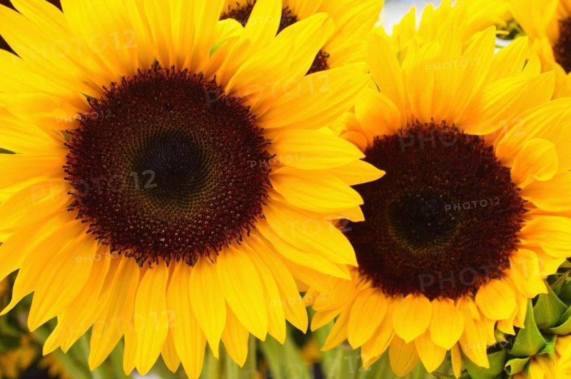 Close up of sunflowers.