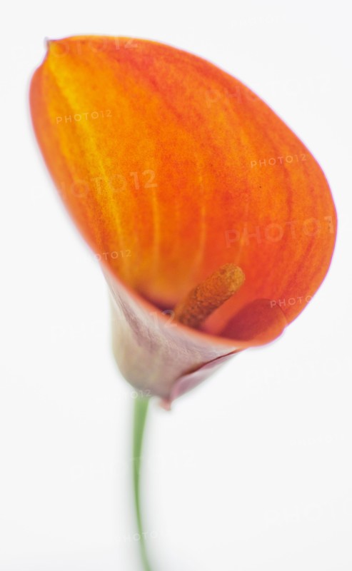 Studio shot of Calla Lily.