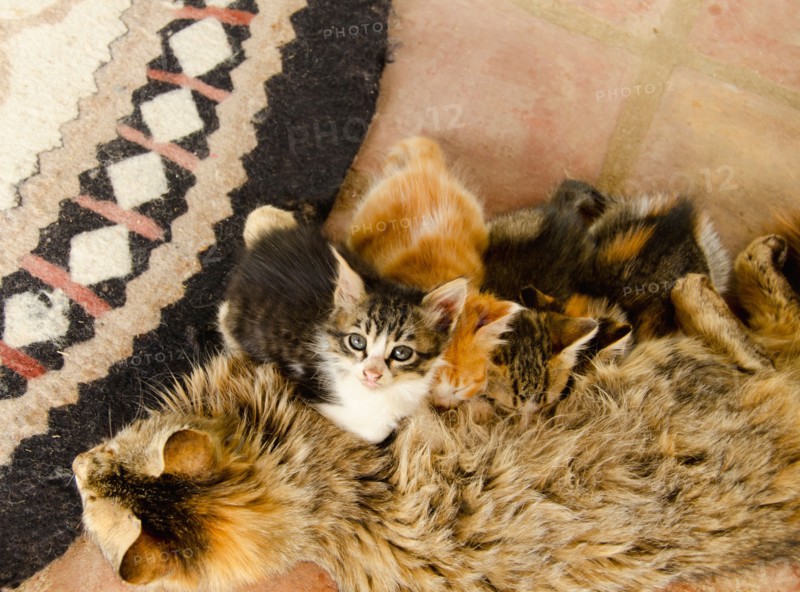 Cat feeding young. Photo : Tetra Images