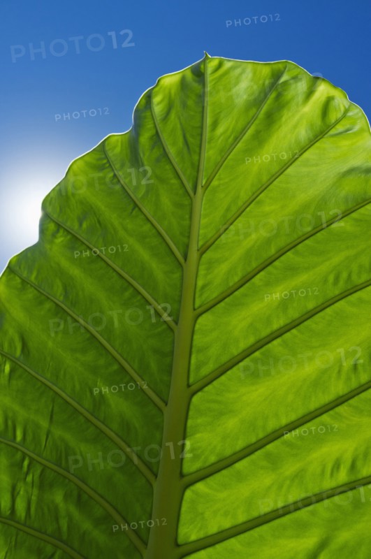 Leaf in sunlight.